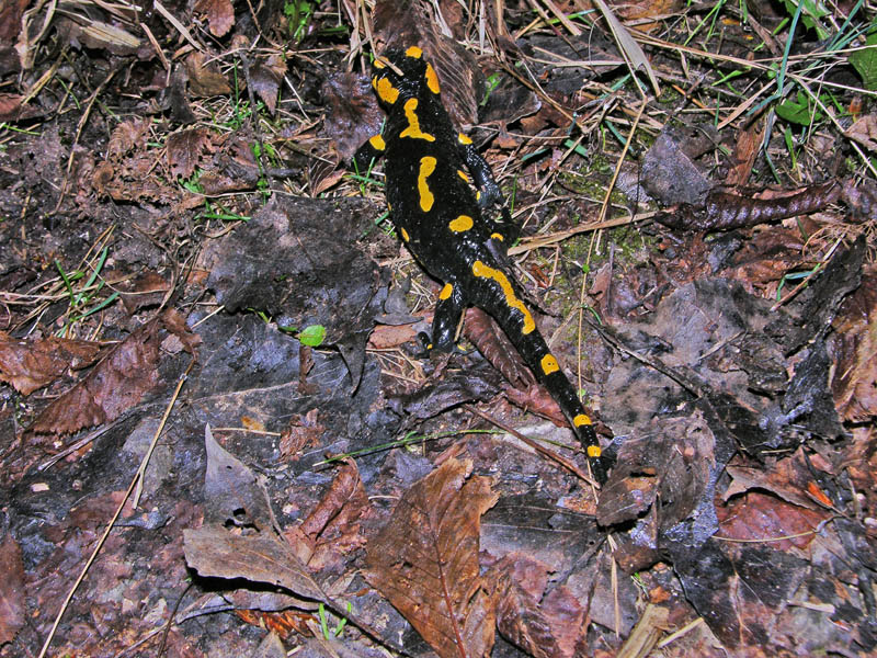 Salamandra salamandra salamandra